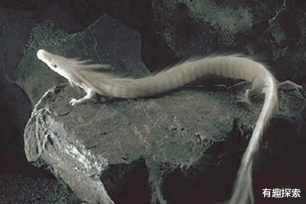 树懒|世界最像龙的生物竟是全球第一懒,12.5年繁殖一次,10年一动不动