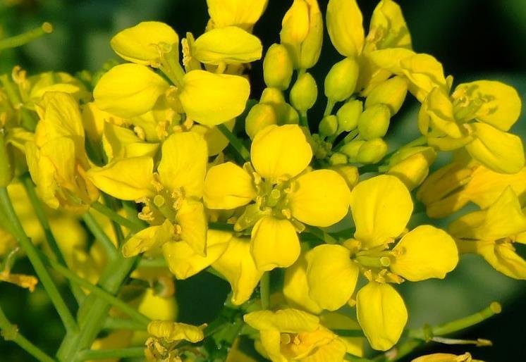 生肖|“命里藏金”的三大生肖女，不是少奶奶就是老板娘，晚年不缺钱花