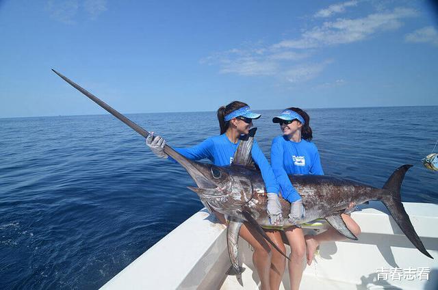 旗鱼|可怕的针鱼!速度超快,嘴像针一样尖利