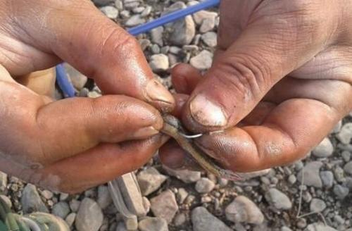 「」为何“泥鳅党”不受钓鱼人的待见！