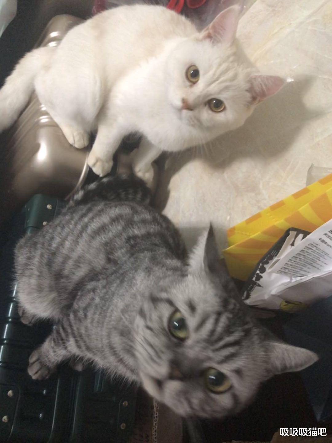 猫禁情粉：是什么原理，给猫咪吃有危害吗？