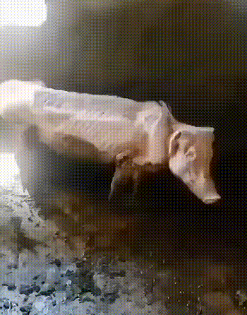 ##“出门一个月了，忘了家里还头猪...”哈哈哈哈是我见过最可怜的猪了...