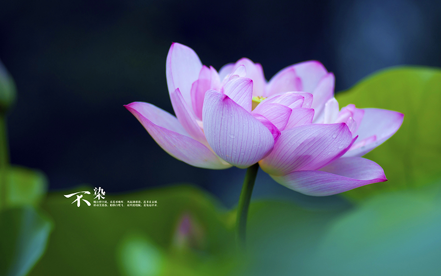 运势■5.1过后，3大生肖运势全面开花，事业大有成就，人生大放光彩