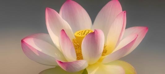 #射手座#思想深刻,眼光长远,这些星座善良纯真,早晚会化茧成蝶