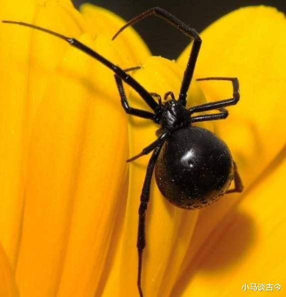 昆虫|世界上十大最厉害的昆虫，蝎子只排倒一