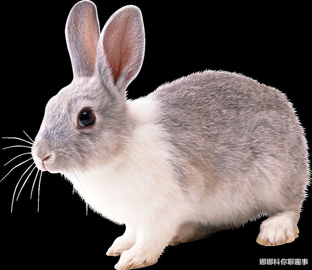 生肖|生肖兔：再过2天，即将发生“声泪俱下”的大事！