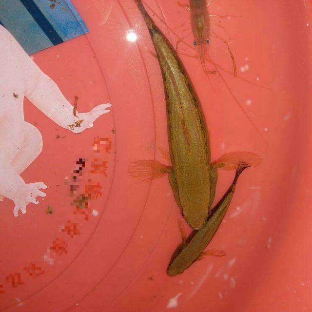 钱塘江|“尖头鱼”频现钱塘江流域,肉质细嫩但性情凶猛,外来物种?