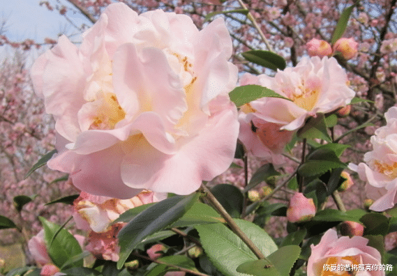 运势@6月上旬，4属相运势蒸蒸日上，财源滚滚，金玉满堂，大富大贵