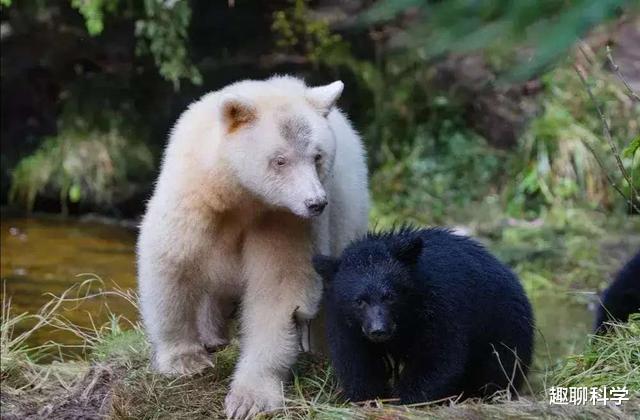 黑熊|神秘的柯莫德熊,至今仍未解的变异谜,世界上仅存400只