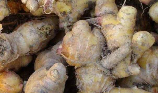 |烂姜不烂味?生姜腐烂后可以切掉继续吃吗?别觉得无所谓