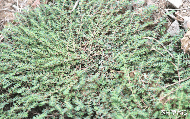 『蜂蜜』生在路旁被踩踏，价值却很高，30元一斤，你们认识吗？