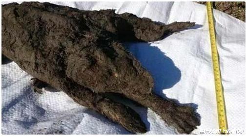 北极@北极史无前例38度高温！除远古病毒外，还有多少灾难等着我们？