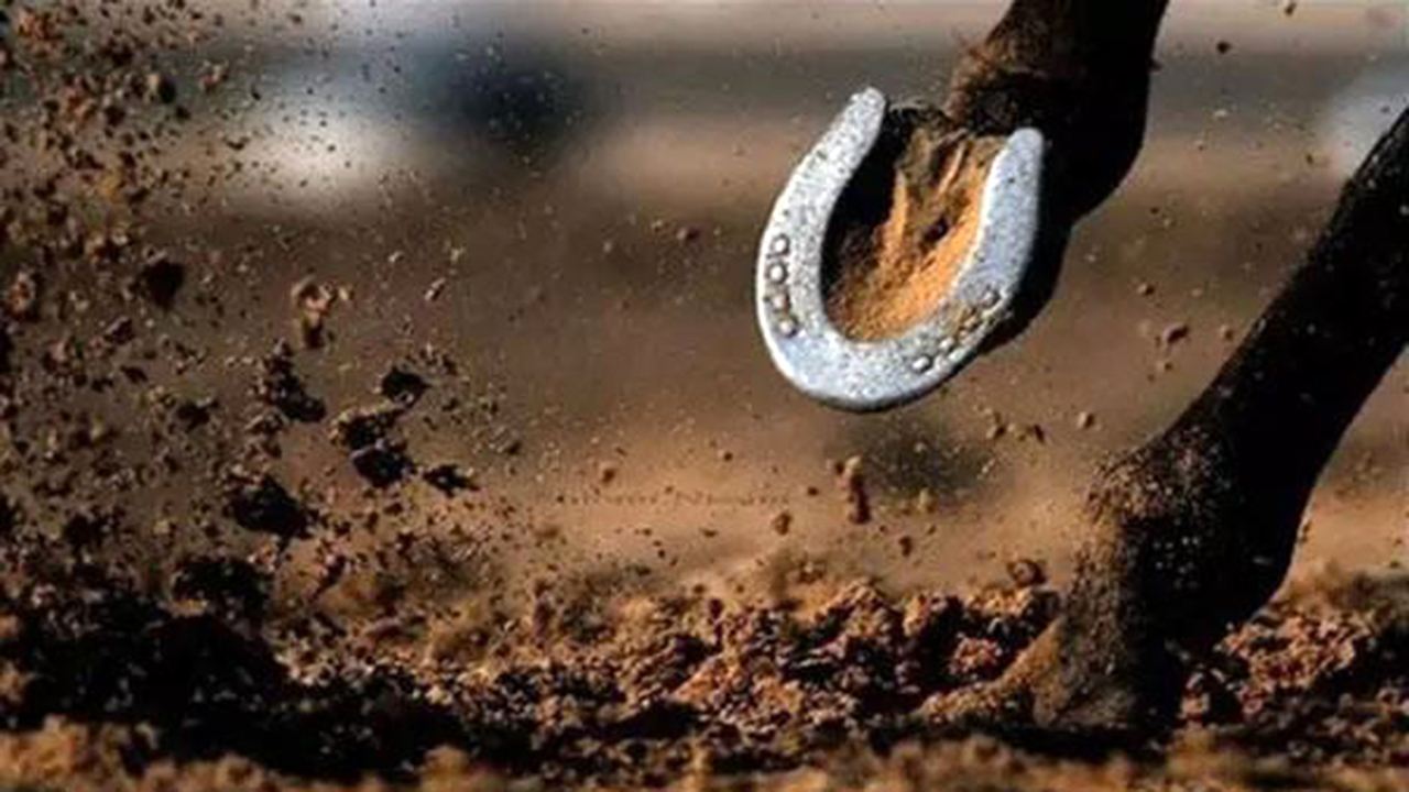 【】为什么人类要在马蹄上给马残忍打马蹄铁？涨知识了