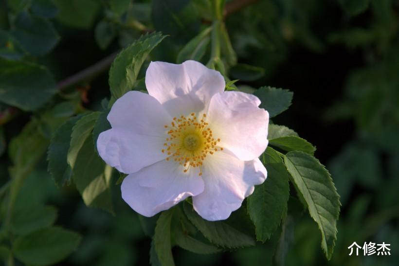 「生肖」六月中，桃花运很旺，一生注定会爱很多人，异性缘超好的四大生肖