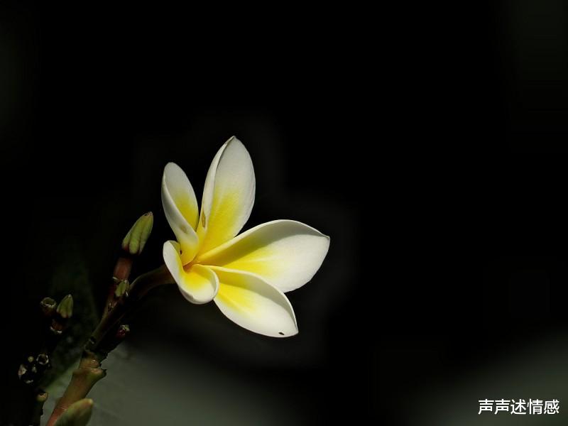 『生肖』下个月内，饱尝相思之苦，前缘未断，兜兜转转藕断丝连的四大生肖