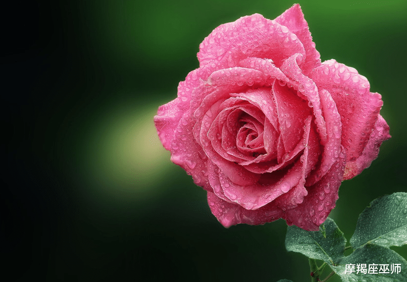 生肖|11月，牵肠挂肚，忘不掉旧爱，耿耿于怀付出行动，迎来爱情春天