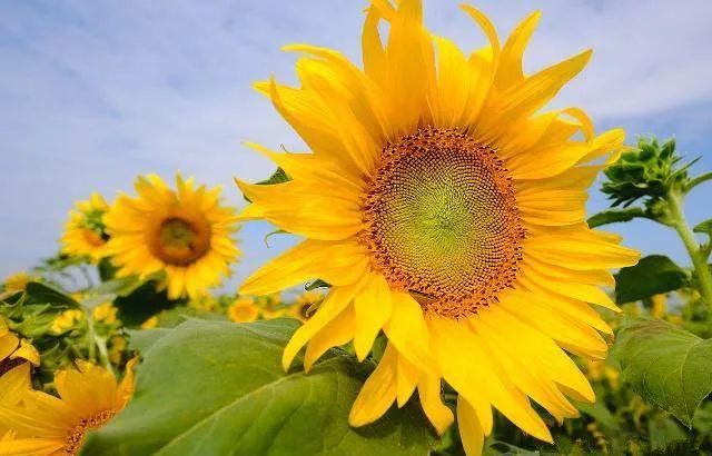 [生肖]7月上旬，运势登顶，钱财无忧，福气围绕的生肖