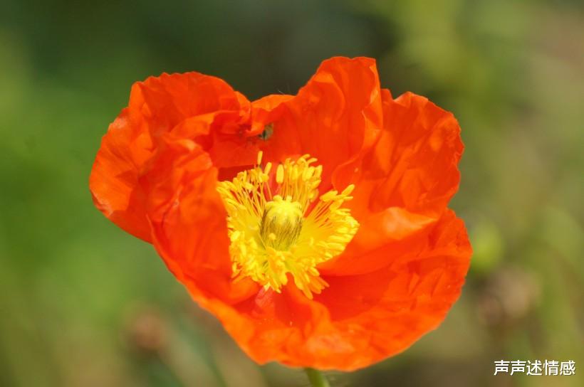 「生肖」7月中旬，事业有良好起色，姻缘到喜事来达成愿望4大生肖