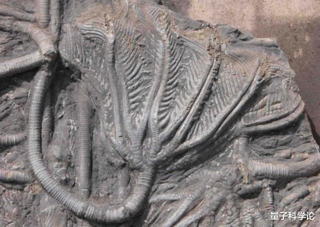 科学家|科学家发现了数亿年前不该存在的东西,人类是否要警惕呢?