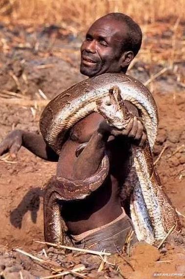 『蟒蛇』亚马逊沼泽之王：森蚺，既然它没天敌，那么带把刀能自救吗？