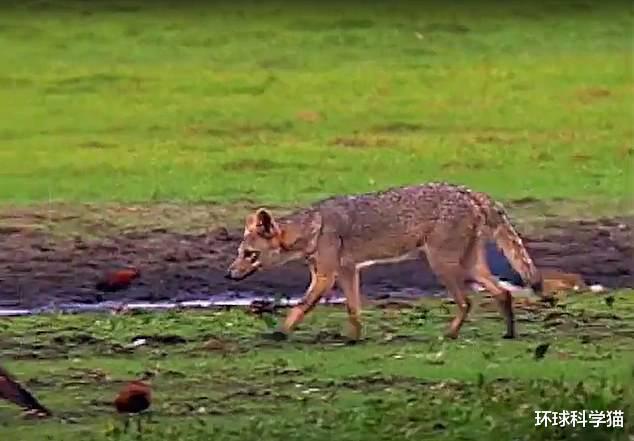 ##你看到过“鬼狗”吗？再不看，7年后可能就彻底灭绝了