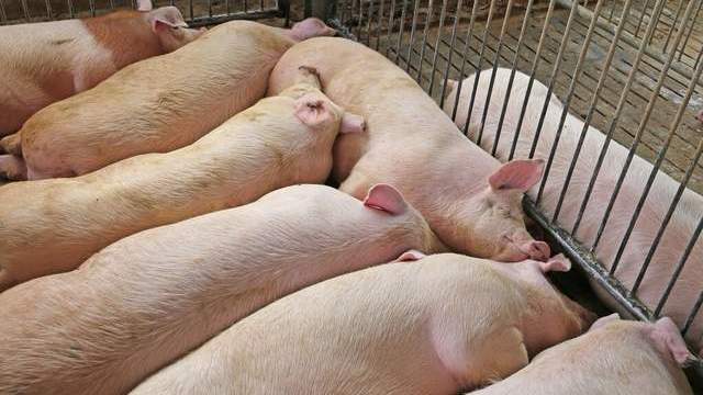 生猪价格 猪价为何暴涨，是消费增加还是进口肉减少？这件事让我找到了主因