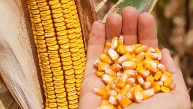 稻谷|10月6日玉米、稻谷主粮上涨，高粱大涨！后市粮价能达多少钱1斤？