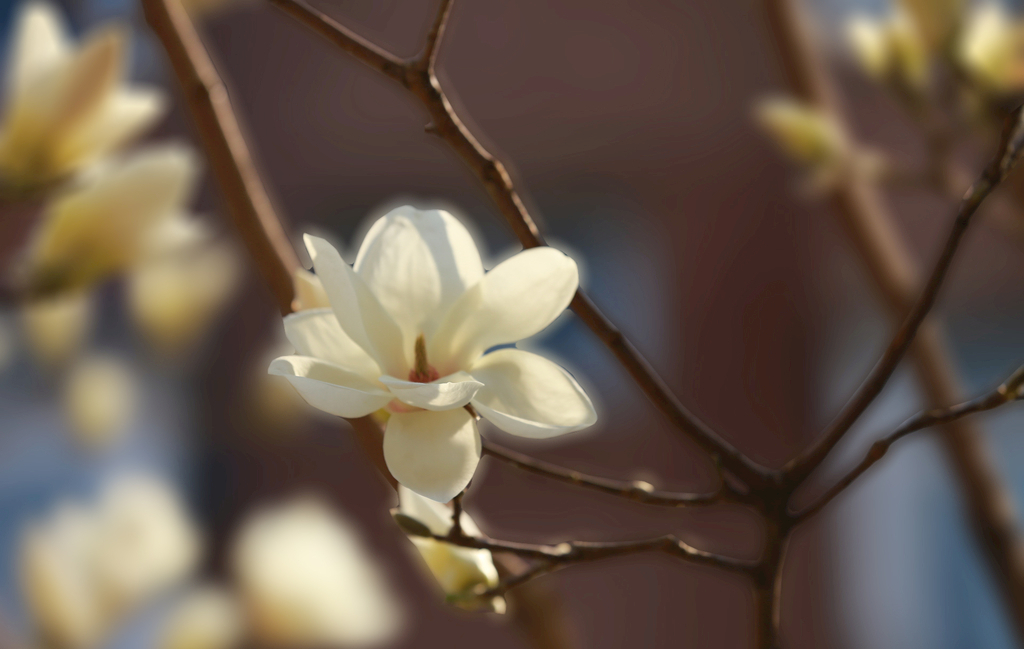 霉运|让男人魂不守舍的星座女，气质出众，魅力非凡，公认的“万人迷”