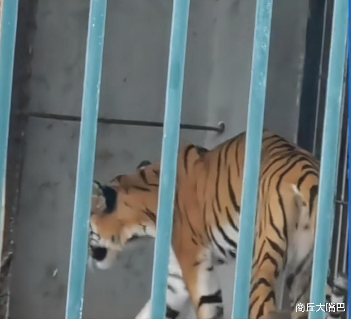 科学家|广州动物园老虎饿得皮包骨，养一只老虎一天需要多少钱
