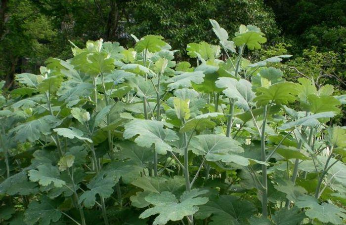 烟雾病■它是皮肤病“特效药”，野外遇见，谨慎对待！