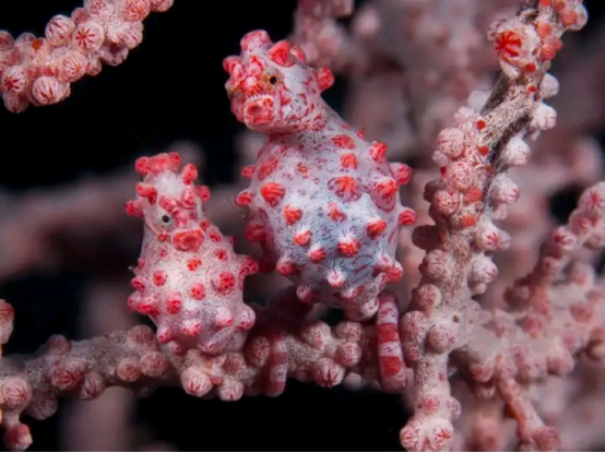 海洋生物■最新科学发现!七种你一定没看过的海洋生物,样貌惊人千奇百怪