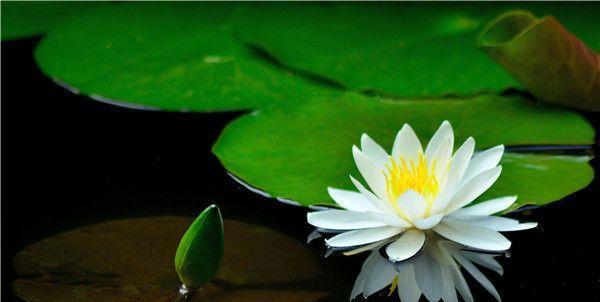 白羊座|11月下旬桃花当头，喜上眉梢，红娘撮合结良缘，佳偶天成的星座