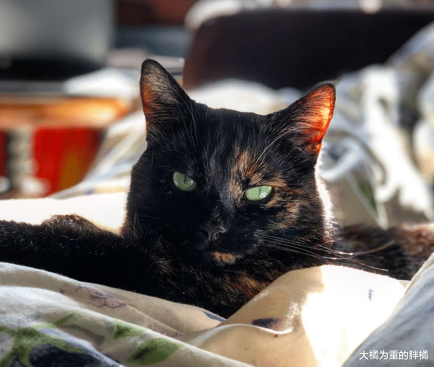 猫咪常常给主人送礼，送完老鼠虫子再送叶子，如今却还得主人掏钱