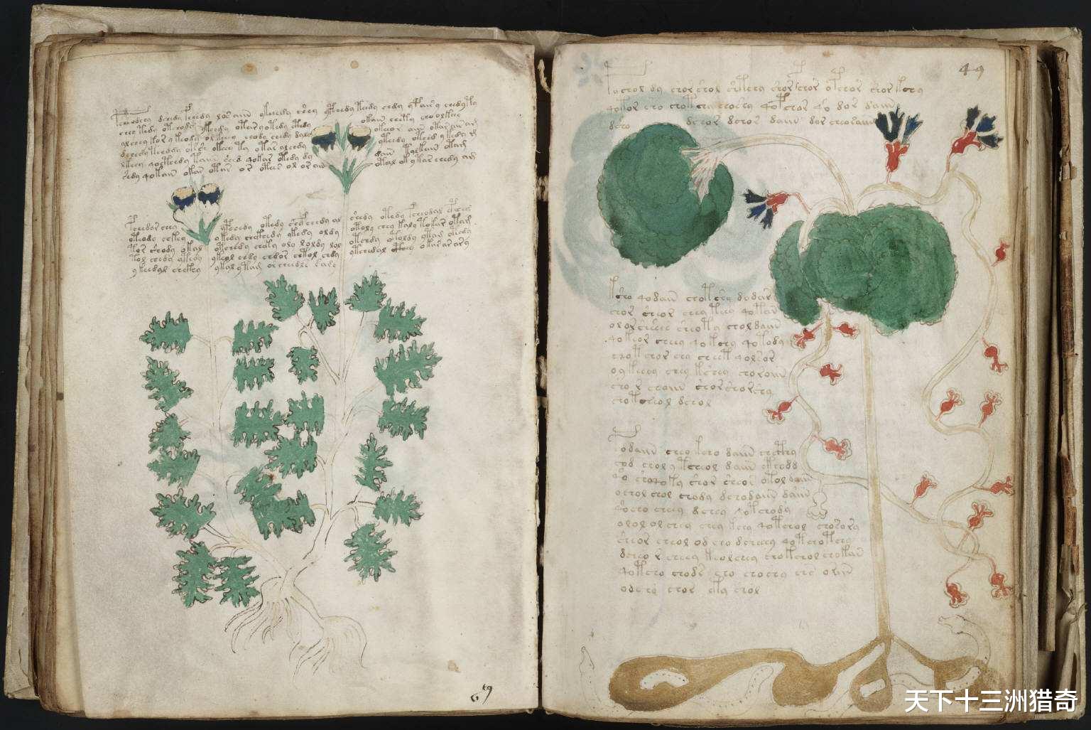 伏尼契|晦涩难懂的伏尼契手稿，曾一度怀疑是外星人所著，现谜底已经解开