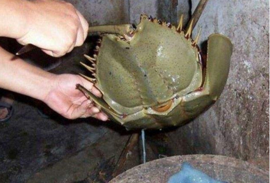 |这种生物的大量死亡，意味着新一轮生物灭绝已经开始