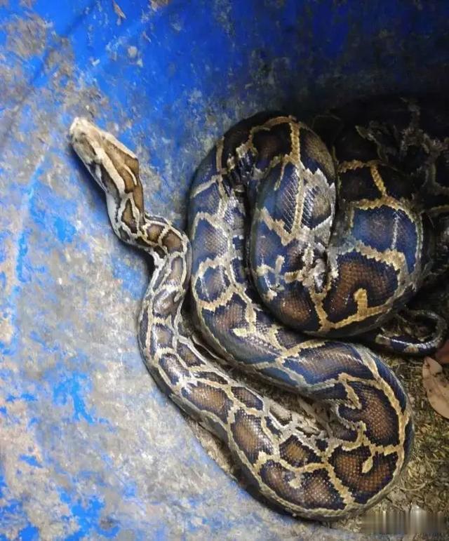 [蟒蛇]偷吃鸡鸭超50只！这条“贪吃蛇”和老板竟成“朋友”……