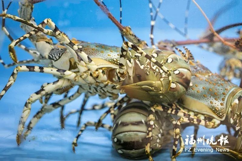 福州■可怕！福州男子感染“吃人肉细菌”，只因……