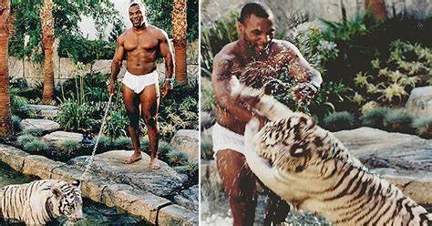 迈克·泰森▲养老虎？心真大！泰森直言曾经差点被养的小宠物送去见上帝