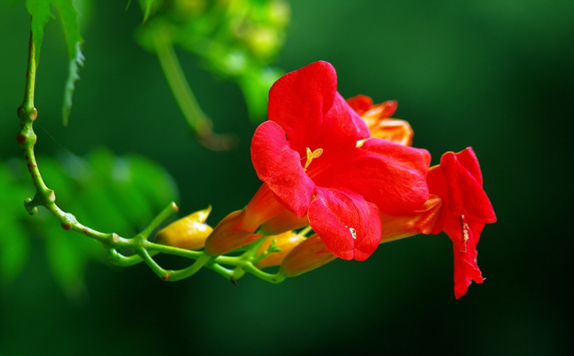 生肖|未来30天,桃花运旺到爆,月老送来好姻缘,脱单指日可待的4生肖