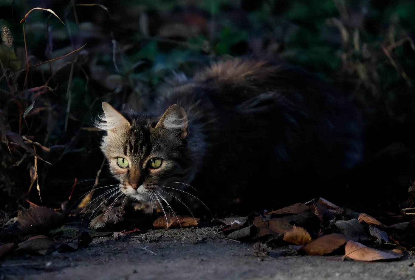 美国|入侵美国的7种生物 | 网友:放在中国,入侵不成反被食!
