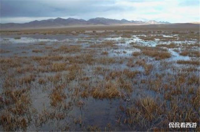 飞行员|二战苏军飞行员遗体，身处沼泽55年，被找到时尸身不腐