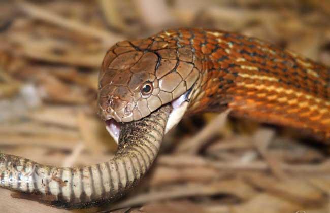 毒蛇|世界上体型最大的蛇 含有剧毒 而且对其它毒蛇的毒液完全免疫