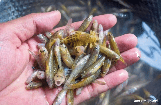 「食蚊鱼」食蚊鱼，不能吃不能卖，在中国泛滥成灾，被称为“鱼中战斗士”