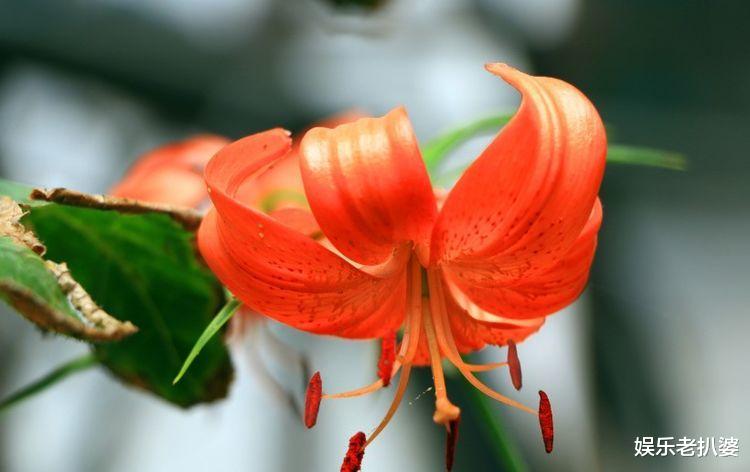 #十二星座#这3大生肖女人，生来与儿子有缘，生男孩后一生旺到底