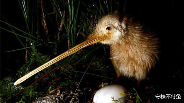 大象|40个冷知识：有关动物，书本上不会出现的有趣事实