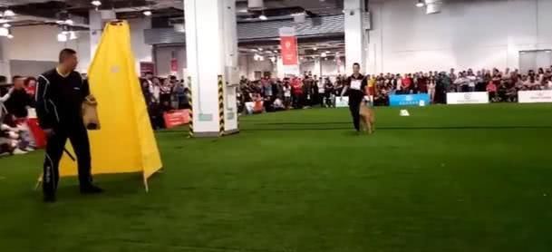 警犬看到坏人掉头就跑，全场静默3秒爆笑，没毛病啊