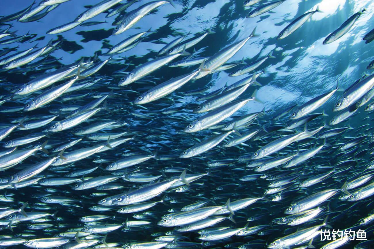 秘鲁|秘鲁渔场的鱼是真的多，全员出动钓上来四五百斤……