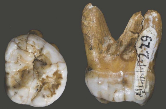 『化石』神秘的古人类化石，不属于任何已知人种，它与人类有385处差异