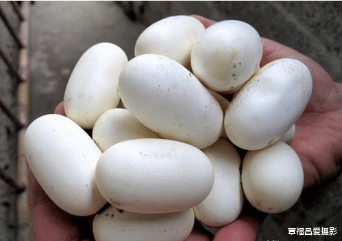 后代|母蛇孵蛋的时候，雄蛇会在一旁守护吗？为什么？