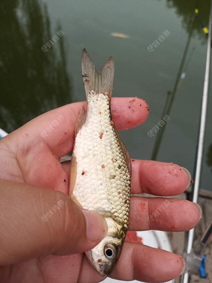 饵料|国庆假期最后一天，小河沟里再钓鲫